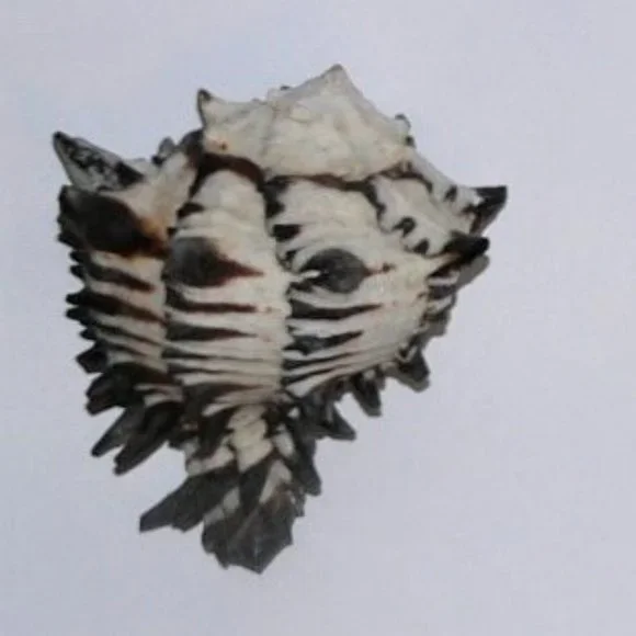 Lot of 14 Medium and Large Sea Shells 2.5" to 4" Cockle, Cowrie, Conch, Snail - Picture 12 of 14